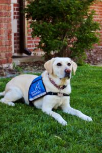 How Therapy Dogs Help Children With Autism