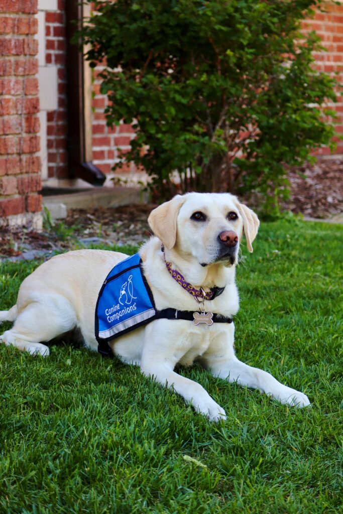 How Therapy Dogs Help Children With Autism